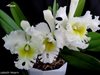 Cattleya Elizabeth Hearn